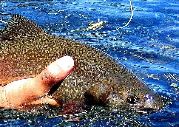 User submitted picture: Releasing a brook trout o...
