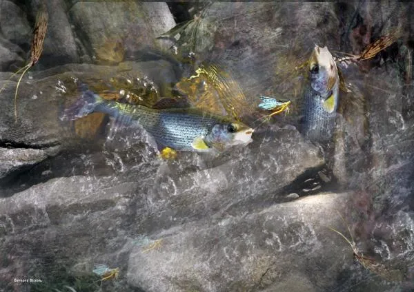 User submitted picture: This image is the result ...